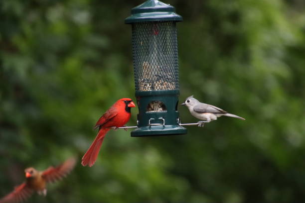 Bird Feeding Station